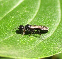 Crossocerus