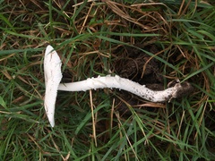 Amanita vaginata alba