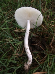 Amanita vaginata alba