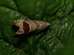 Notocelia uddmanniana