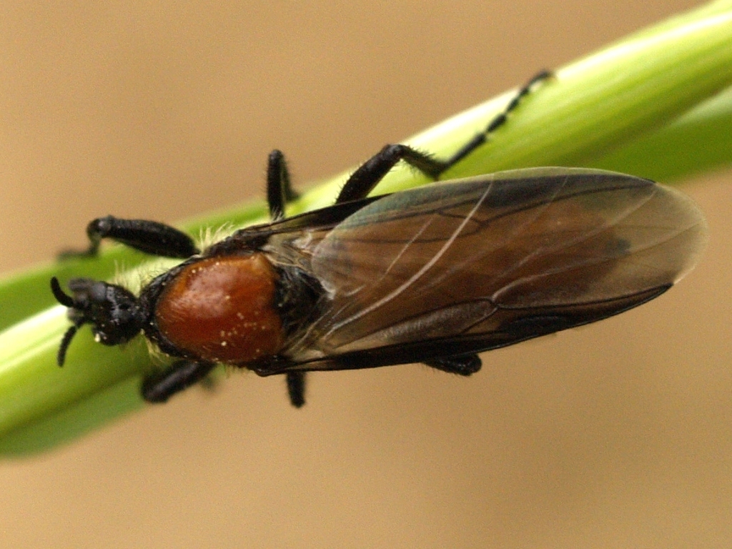 Garden March Fly