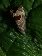 Notocelia uddmanniana