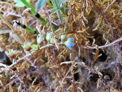 Myosotis ramosissima