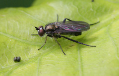 Rhaphium riparium
