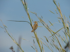 Euplectes franciscanus