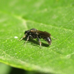 Crossocerus
