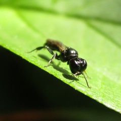 Crossocerus
