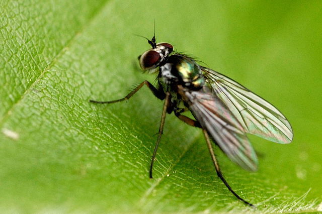Rhaphium riparium