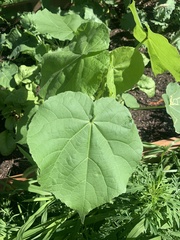 Abutilon theophrasti