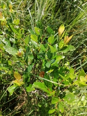 Salix starkeana
