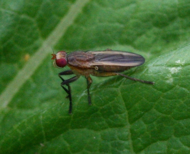Pherbellia albocostata