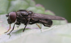 Cheilosia variabilis