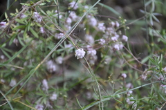 Cuscuta epithymum