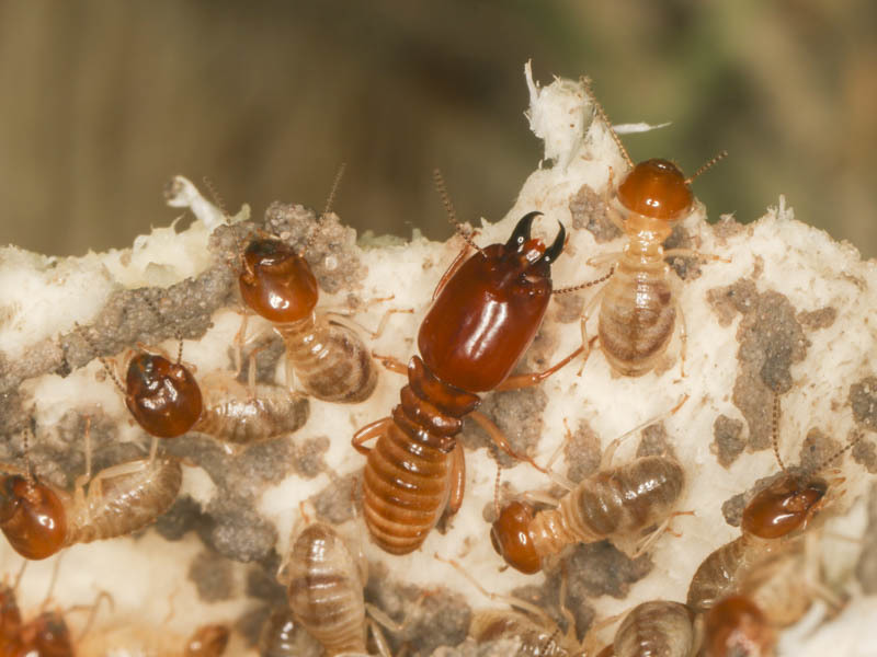 Macrotermes michaelseni from Ngamiland East, Botswana on January 24