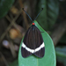 白帶黑斑蛾 - Photo 由 K.k. Choi 所上傳的 (c) K.k. Choi，保留部份權利CC BY-NC