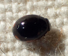 Hyperaspis querquesi
