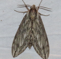 Sphinx canadensis
