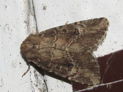 Anhimella contrahens