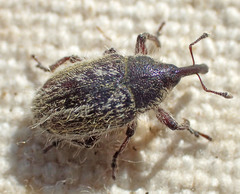 Eustenopus villosus