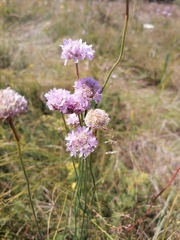 Armeria maritima sibirica