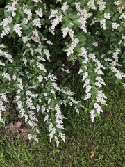 Ligustrum sinense