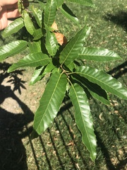 Quercus acutissima