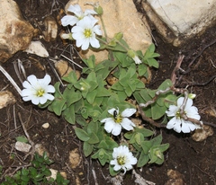 Cerastium latifolium