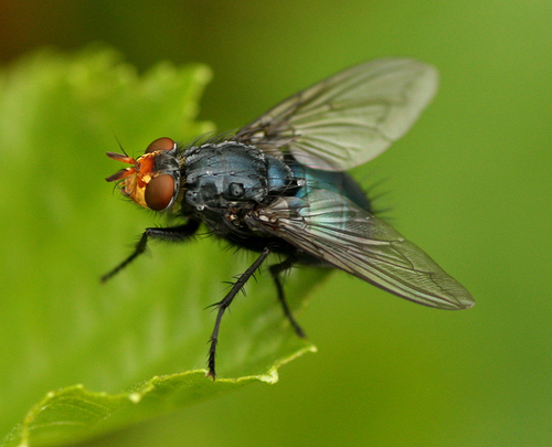 Yellow-faced Blowfly