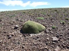 Lithodraba mendocinensis