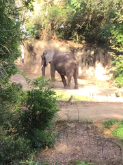 Elephantidae