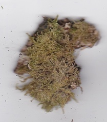 Hypnum chrysogaster