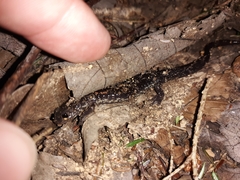 Plethodon wehrlei