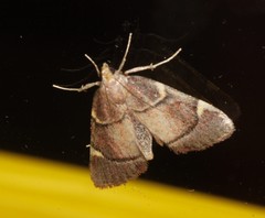 Hypsopygia thymetusalis