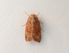 Amphipoea fucosa
