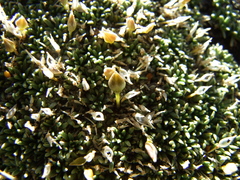 Lithodraba mendocinensis