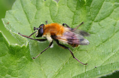 Criorhina floccosa