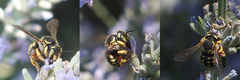 Anthidium