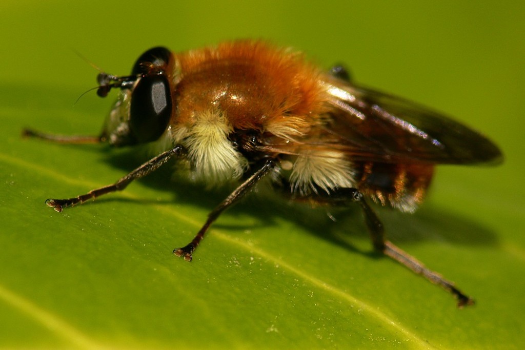 Bumble Flies