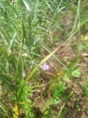 Xeranthemum cylindraceum