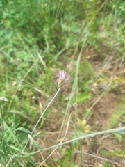 Xeranthemum cylindraceum