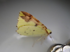 Opisthograptis luteolata