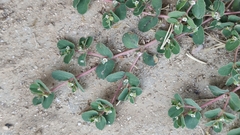 Euphorbia chamaesyce