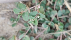 Euphorbia chamaesyce