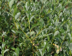 Salix glabra