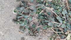 Euphorbia chamaesyce