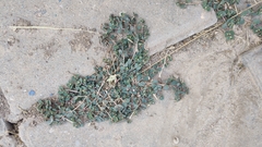 Euphorbia chamaesyce