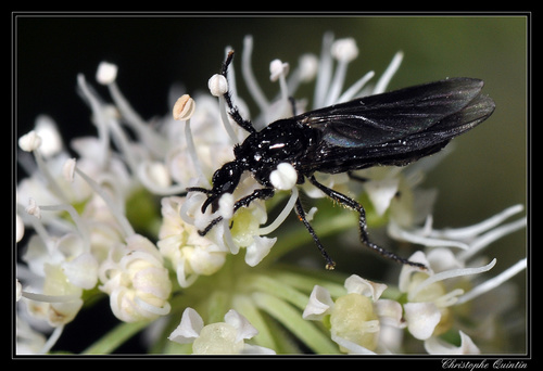 Fever Fly