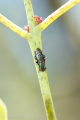 Notogramma