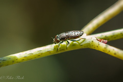 Notogramma