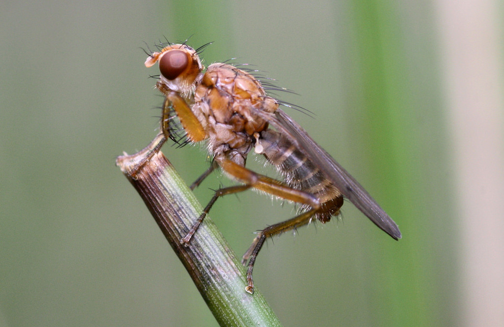 Large Mantis Dung Fly
